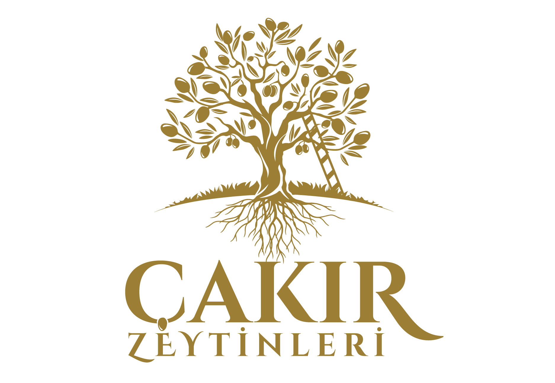 Çakır Zeytinleri